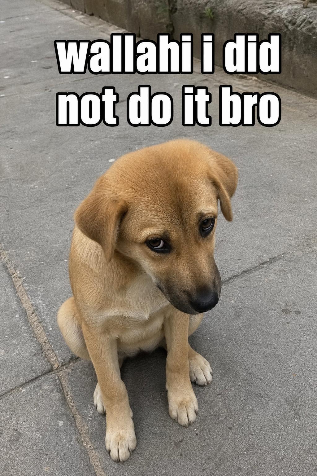 wallahi dog